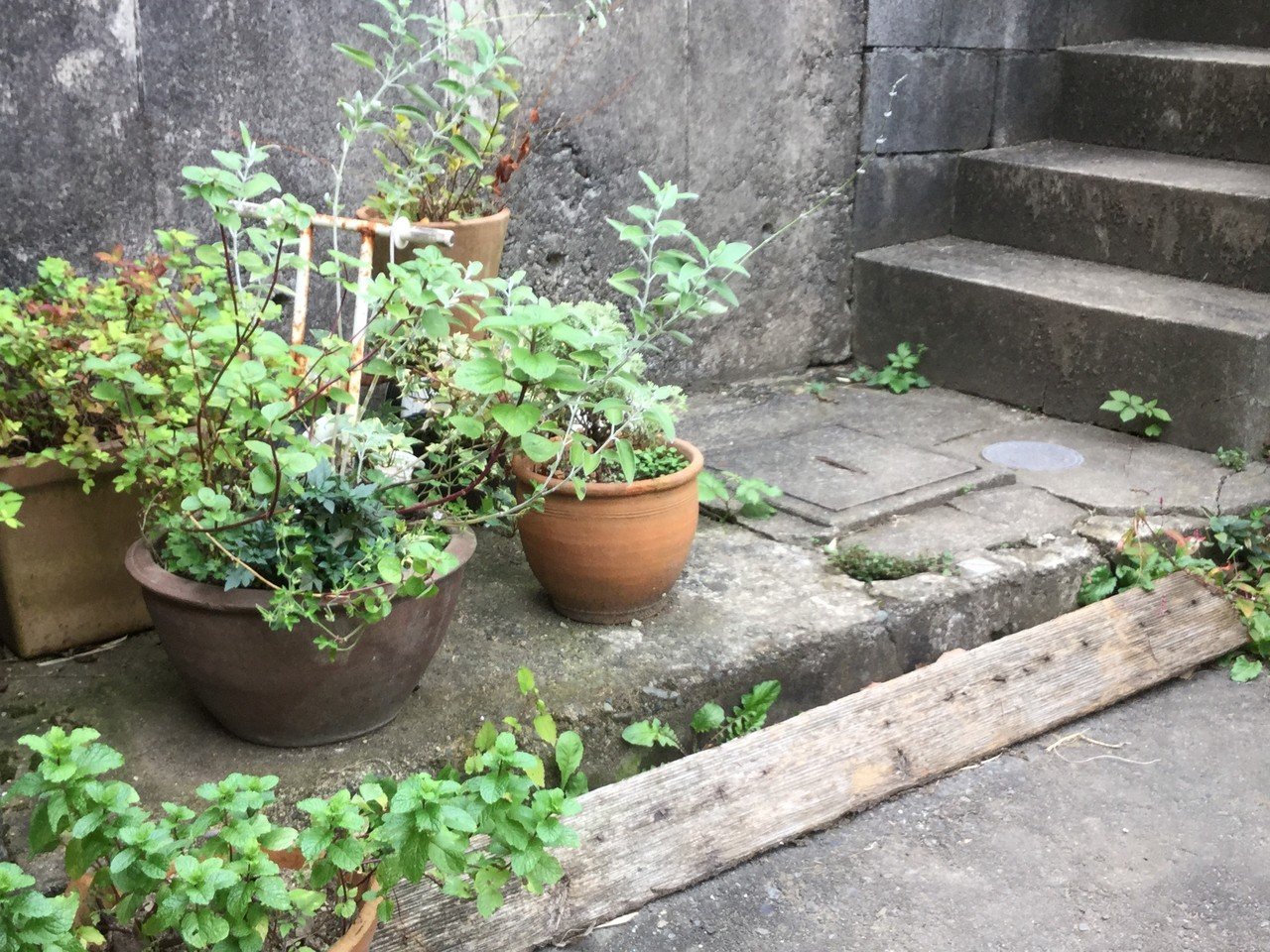 野草とくらし 5 野草と園芸種のコンテナガーデン なな艸 Note 野草とくらし 5 野草と園芸種のコンテナガーデン なな艸 Note