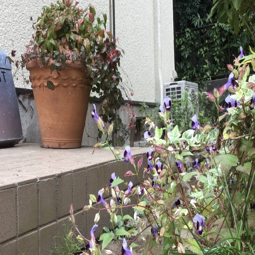 野草とくらし 5 野草と園芸種のコンテナガーデン なな艸 Note