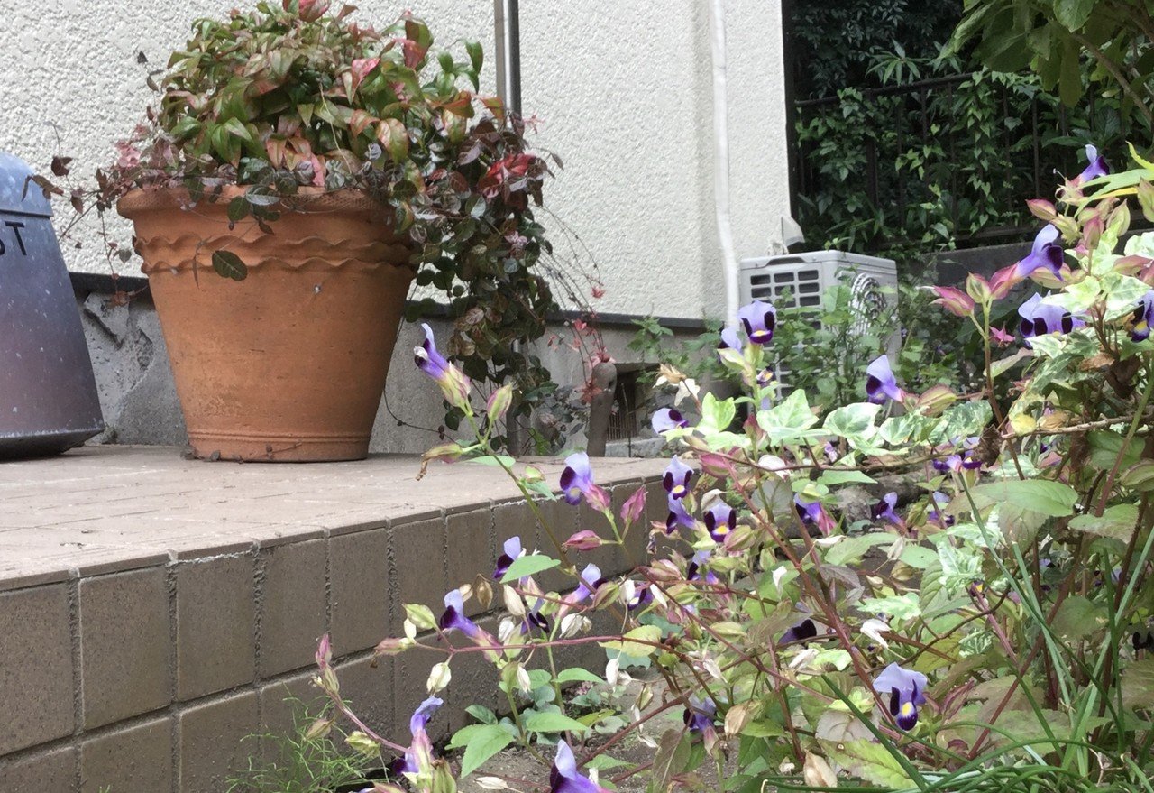 野草とくらし 5 野草と園芸種のコンテナガーデン なな艸 Note 野草とくらし 5 野草と園芸種のコンテナガーデン なな艸 Note