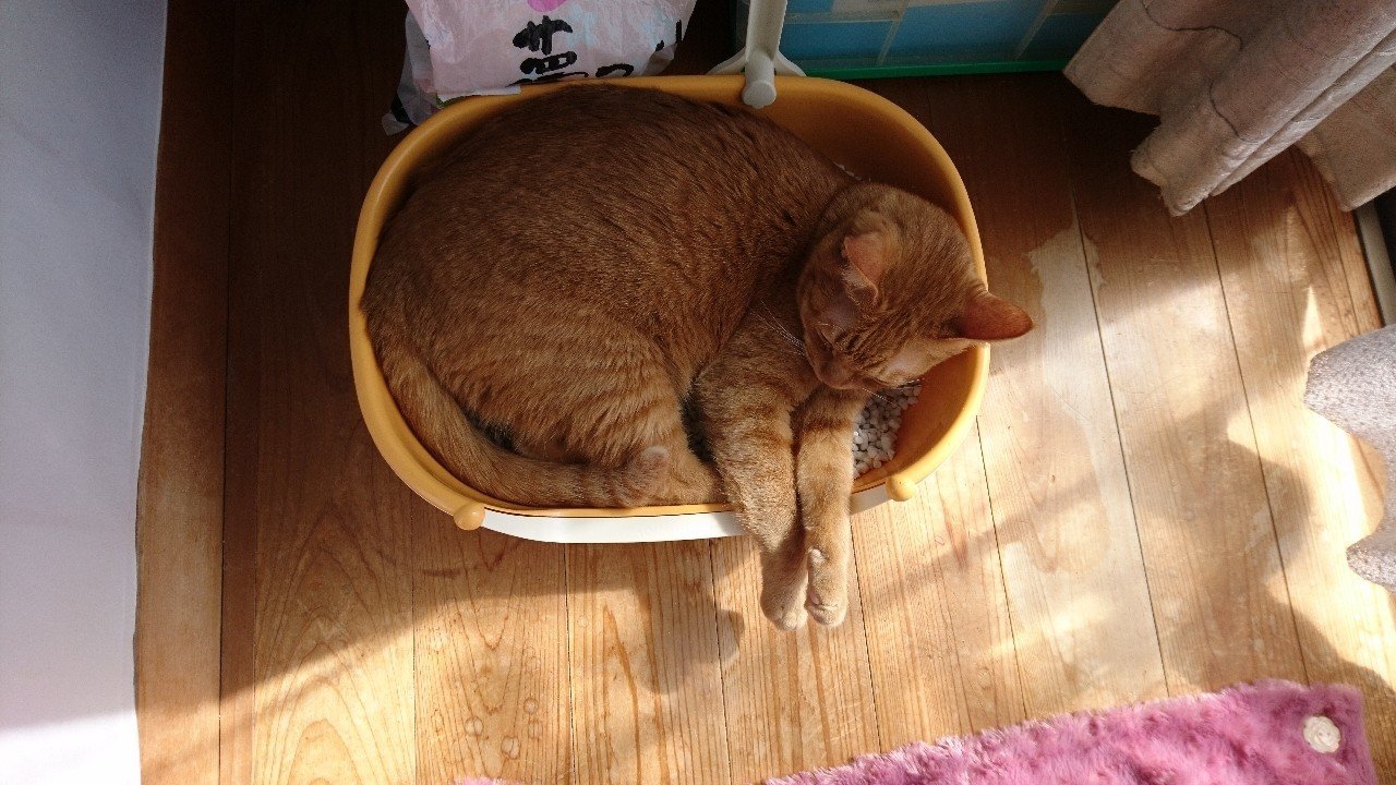 僕は茶トラ猫である るこ 猫屋サムライ Note