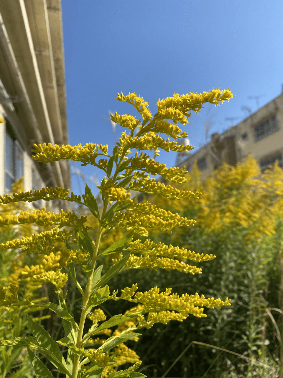 花粉症の原因はセイタカアワダチソウではない 四季創庭苑 日本一 人を大切にする植木屋 Note 花粉症の原因はセイタカアワダチソウではない 四季創庭苑 日本一 人を大切にする植木屋 Note