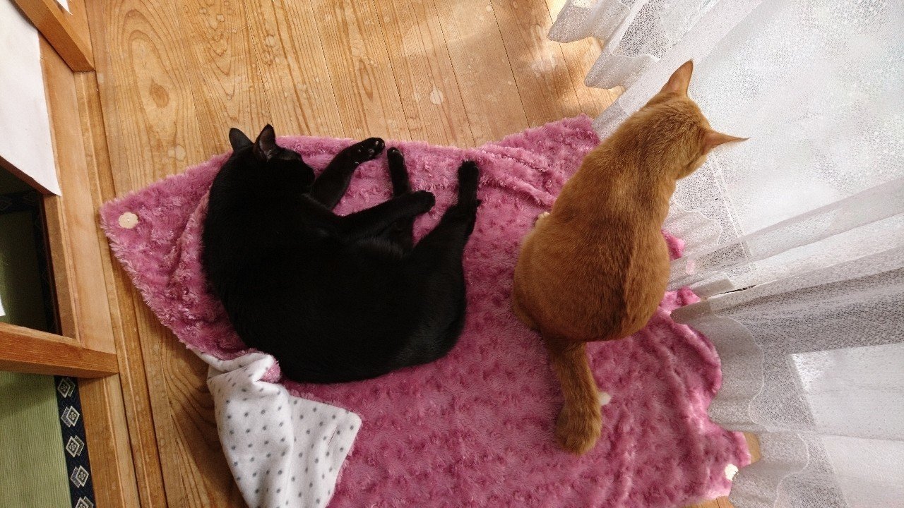 僕は茶トラ猫である るこ 猫屋サムライ Note