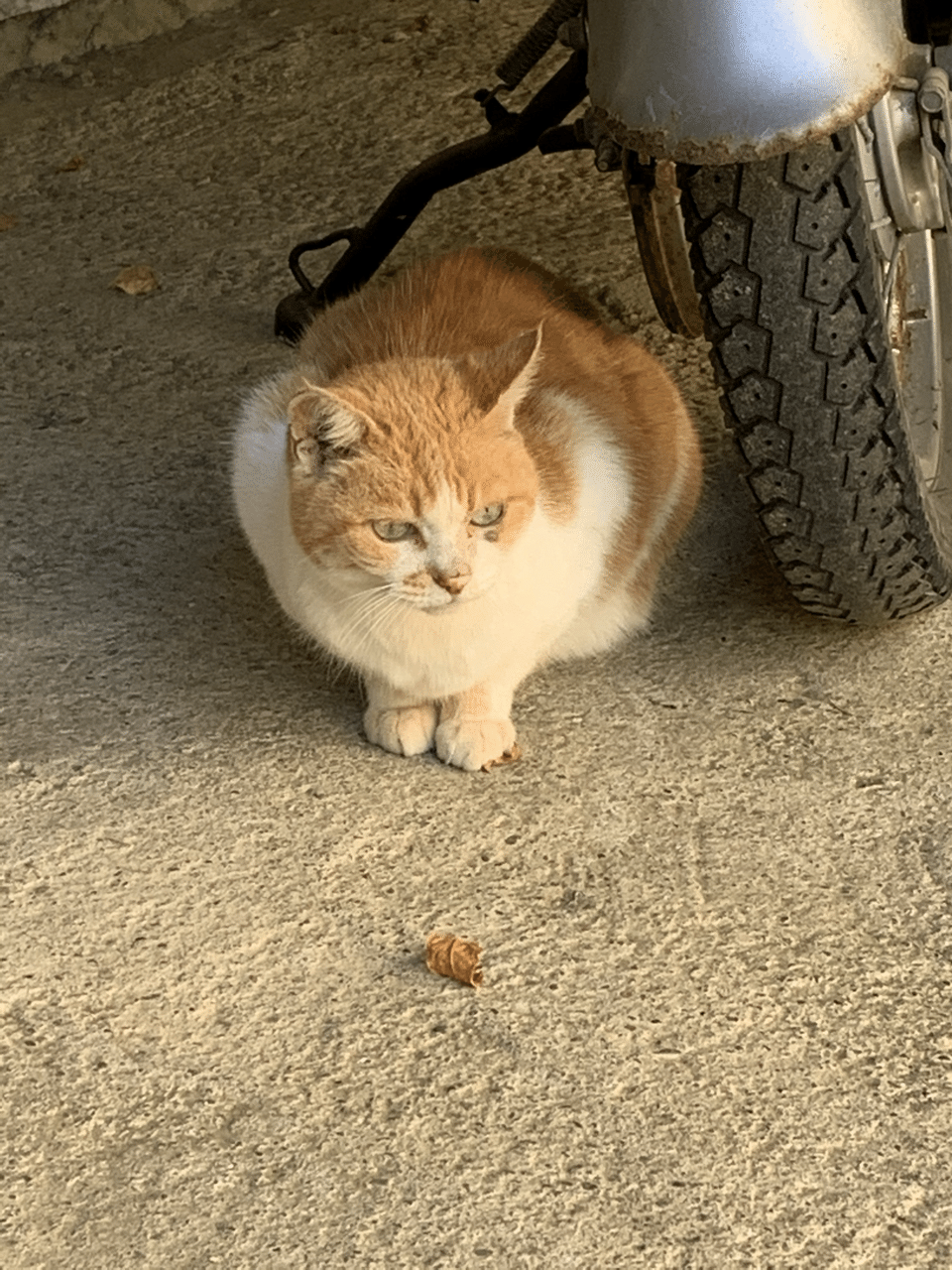 浄智寺で出会ったかわいい猫ちゃん ミクジ Note 浄智寺で出会ったかわいい猫ちゃん ミクジ Note