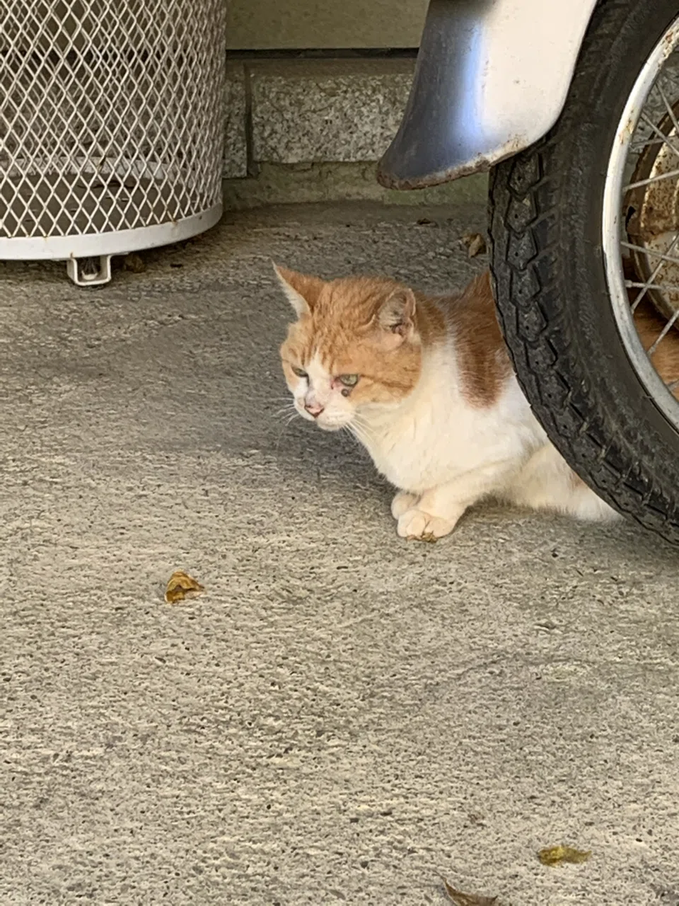 浄智寺で出会ったかわいい猫ちゃん ミクジ Note