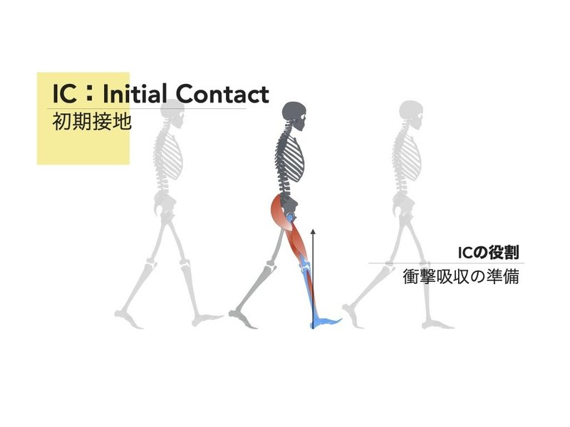 歩行 大殿 筋 下肢筋の機能解剖と歩行