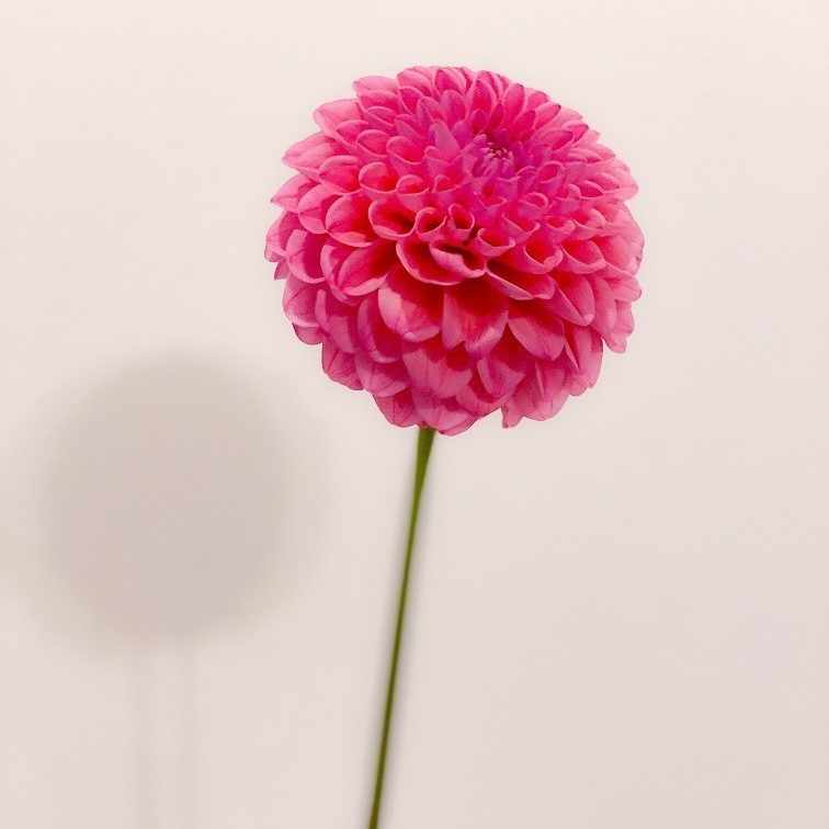 マドンナ / ブーディカ ザ ヴィクトリアス｜Q