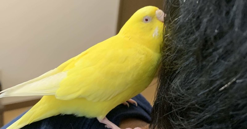インコの健康診断ぴっぴ 編 診察の様子 インコまるけ Note インコの健康診断ぴっぴ 編 診察の様子 インコまるけ Note