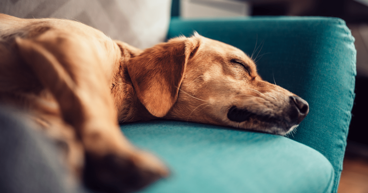 科学的に考える、あなたの犬のリラックスを助ける音｜Miki Saito