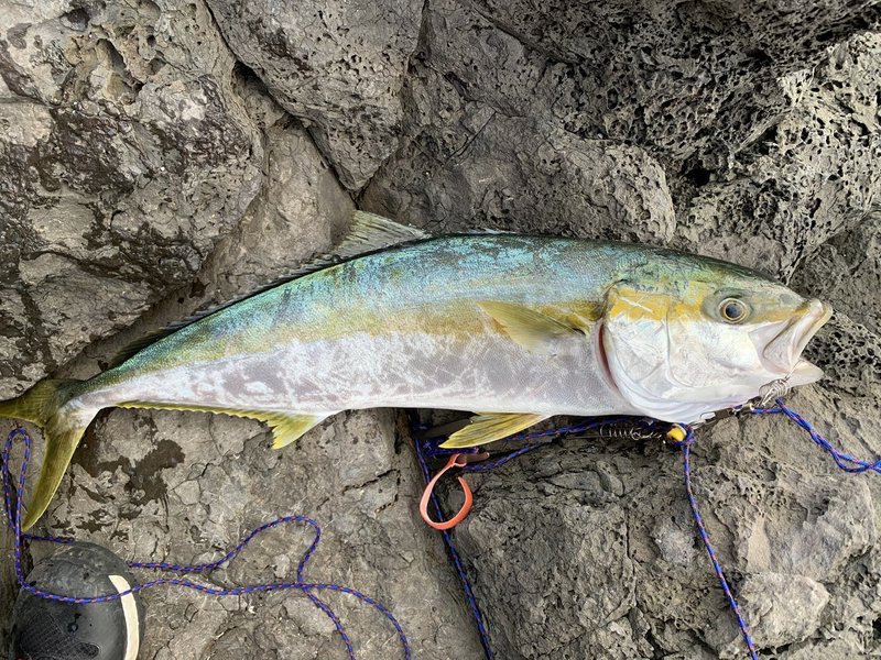 10 24 離島地磯ショアプラッキングでヒラマサ 釣りリーマン Note 10 24 離島地磯ショアプラッキングでヒラマサ 釣りリーマン Note