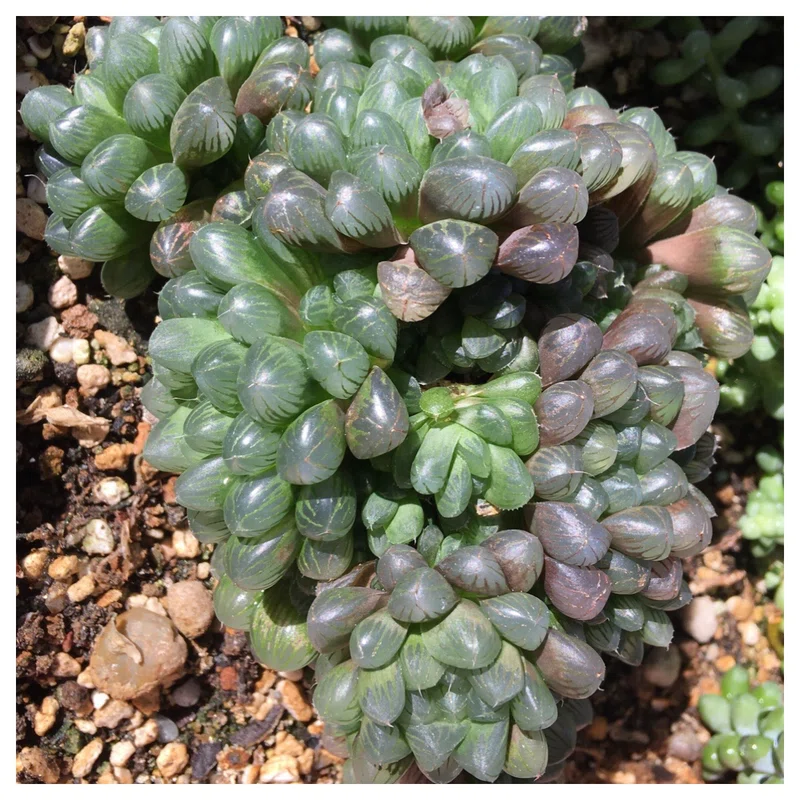多肉植物 オブツーサ の株分け はるのいずみ Note 多肉植物 オブツーサ の株分け はるのいずみ Note