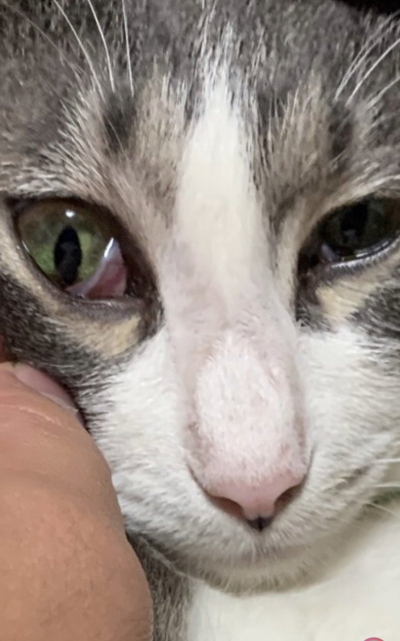 Fip経過観察と僕の友達のあんみつちゃん Fipと戦う すじこくん 時々 しらこ Note