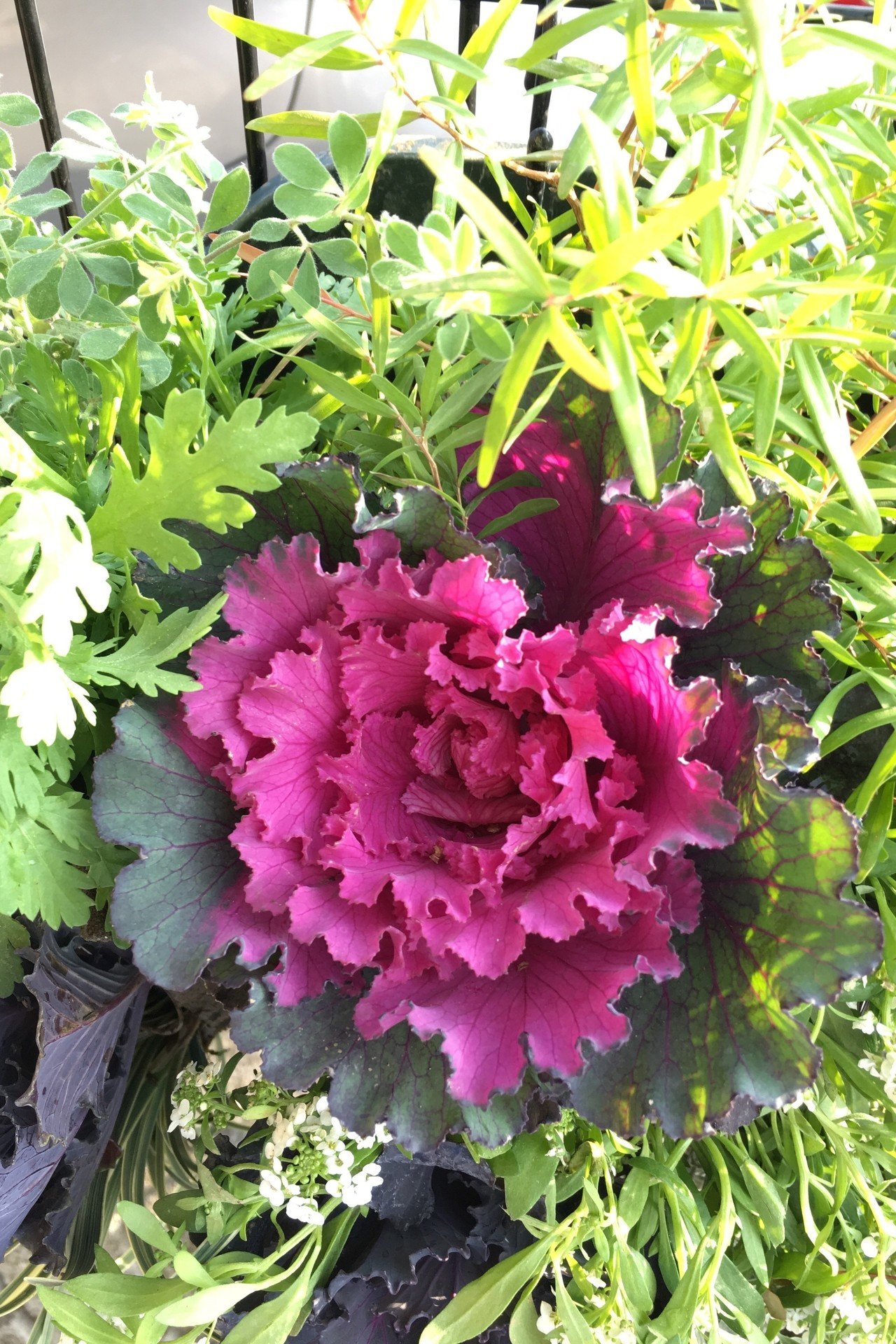 秋の寄せ植えひとつめ たけうち Note