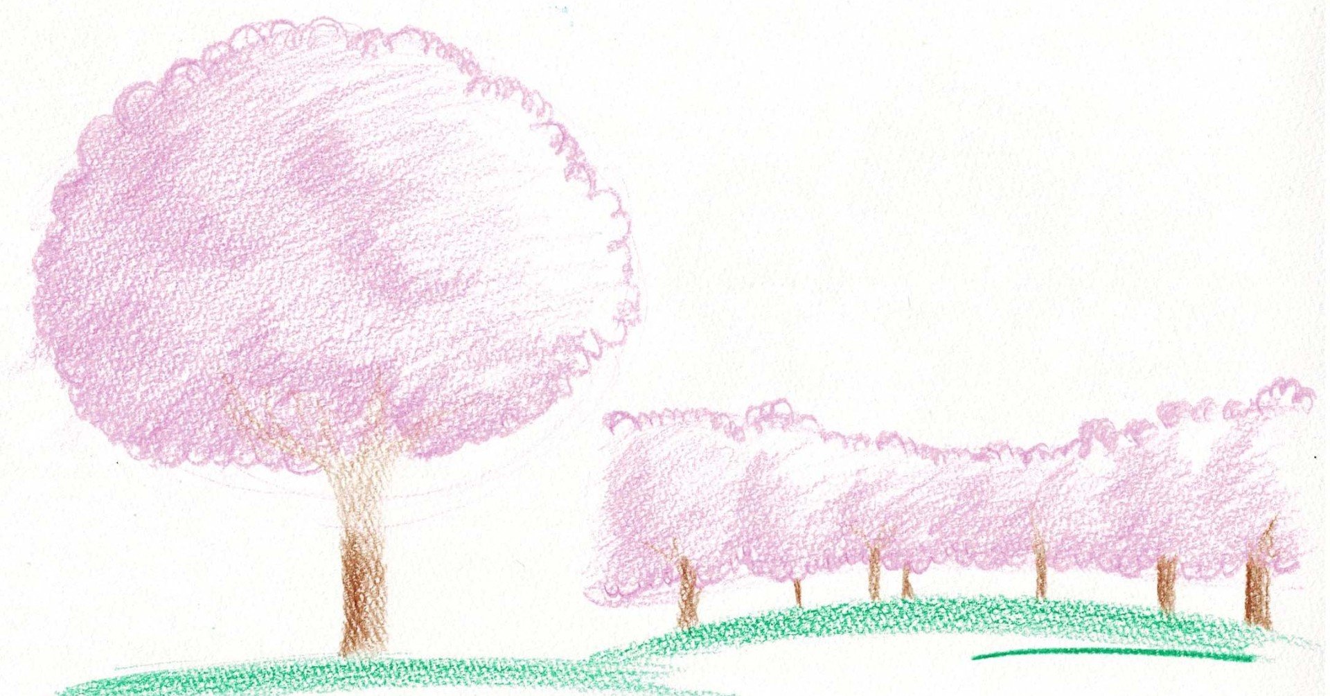 色鉛筆 シンプルな1本桜と桜並木を描く 木も可 つくえのらくがき研究 Note
