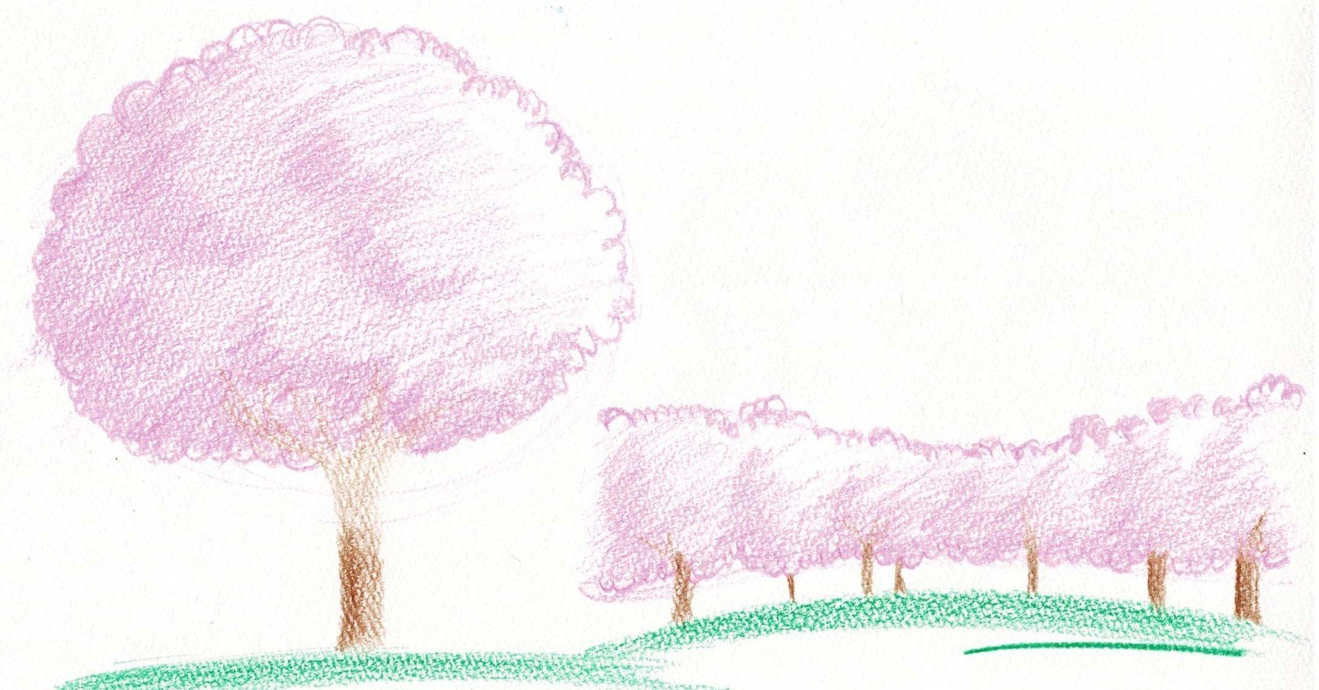 色鉛筆 シンプルな1本桜と桜並木を描く 木も可 つくえのらくがき研究 Note 色鉛筆 シンプルな1本桜と桜並木を描く 木も可 つくえのらくがき研究 Note
