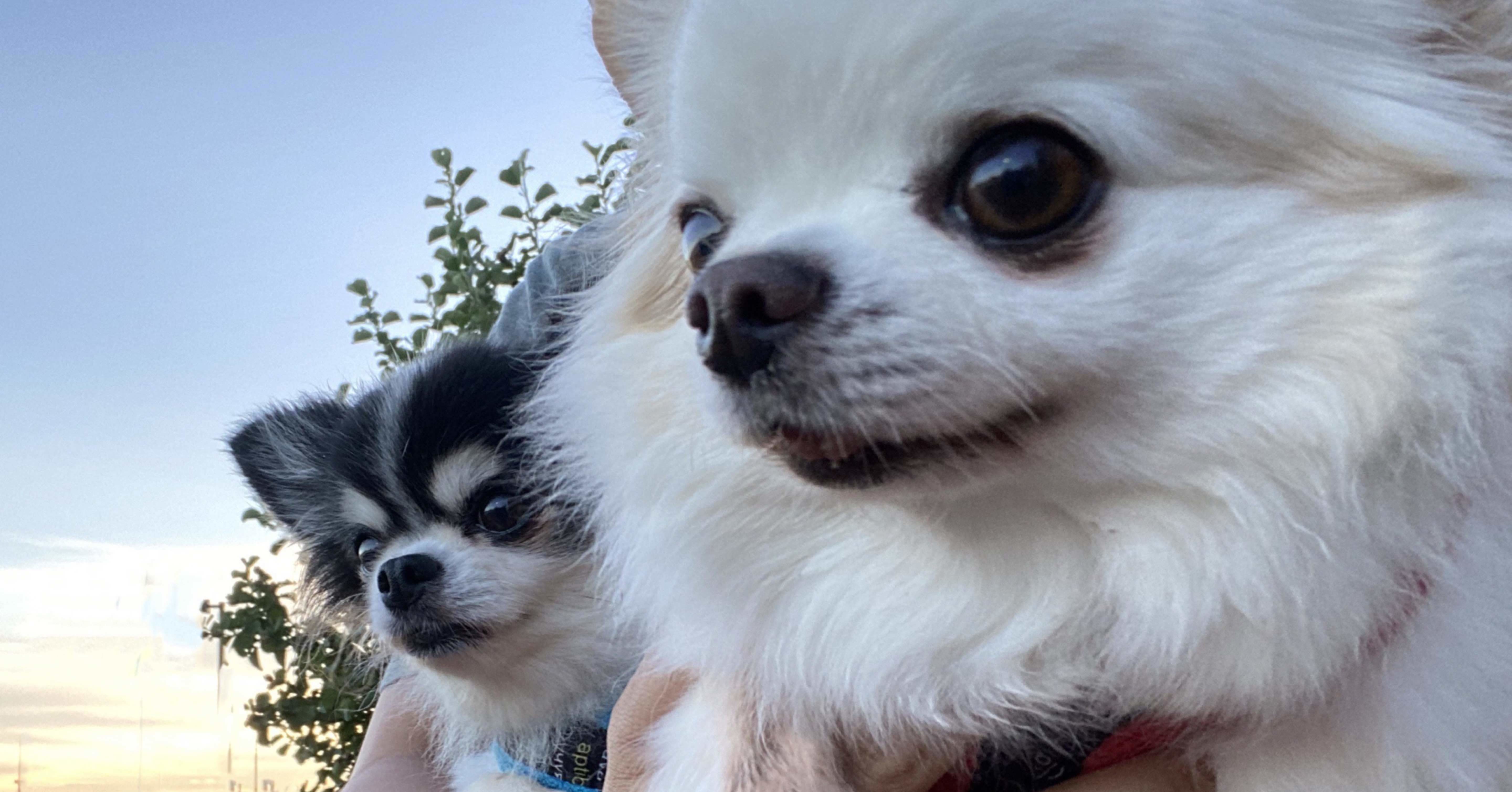 犬の歯が折れる 意外と折れちゃうんですよ ヘルシアマーケット薬剤師 N R合同会社 Note