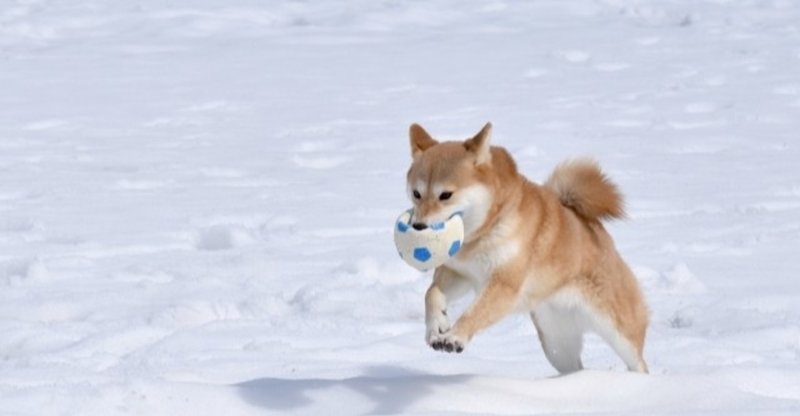 5g 原始的な犬 スピッツってどんな犬種 犬の飼い主サポートのplam Note