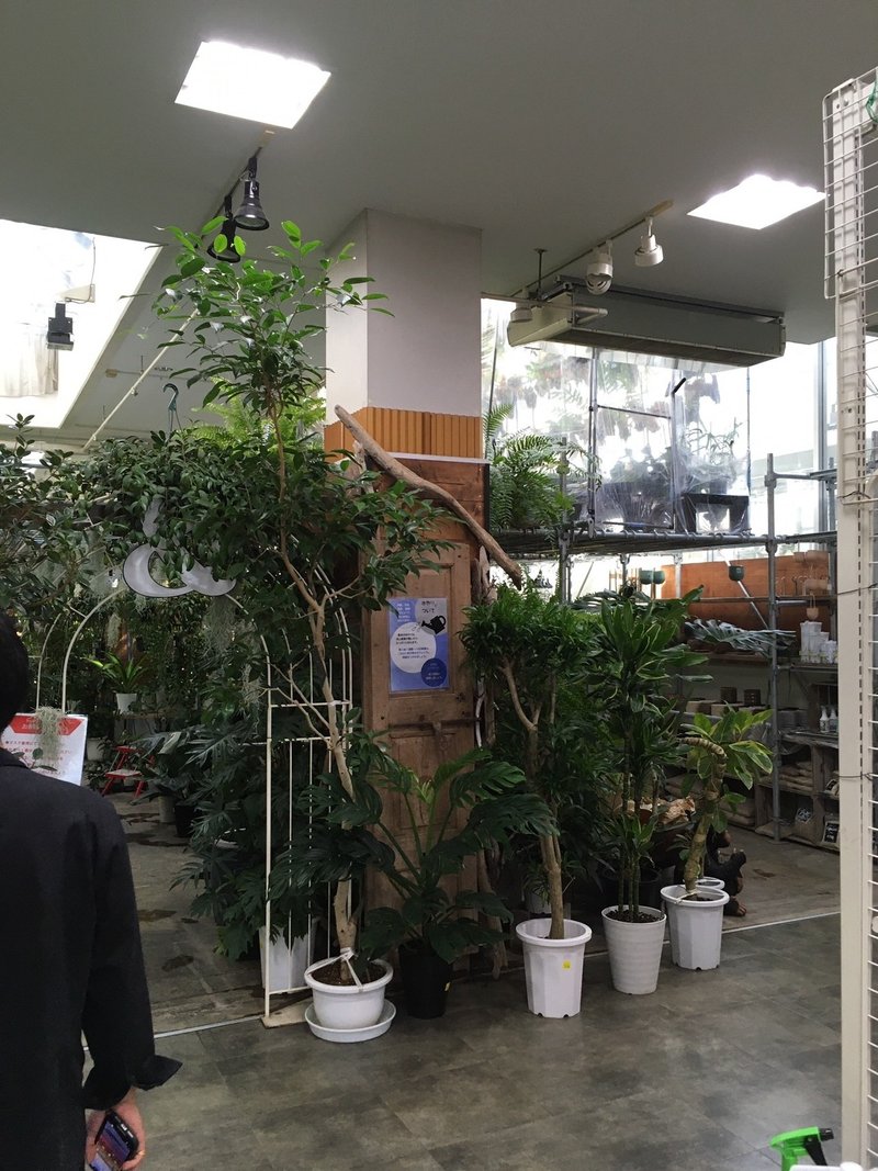 都内最安 都内で観葉植物を買うならココ マサメン Note 都内最安 都内で観葉植物を買うならココ マサメン Note