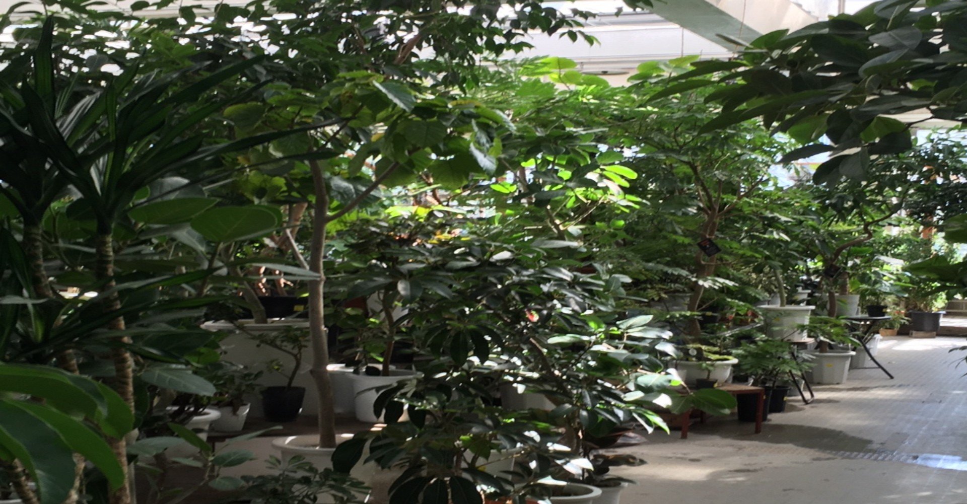 都内最安 都内で観葉植物を買うならココ マサメン Note 都内最安 都内で観葉植物を買うならココ マサメン Note