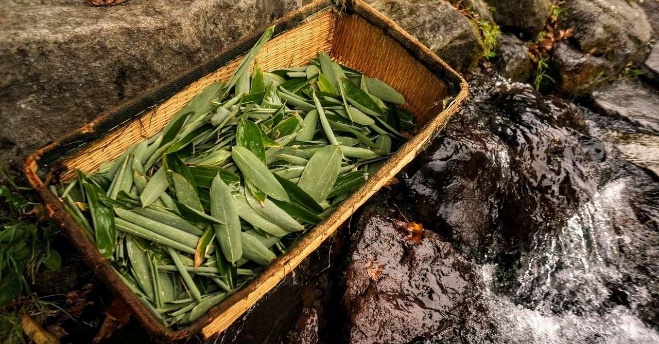 北海道のクマザサで入浴剤作り Andy 北海道3拠点生活 Note