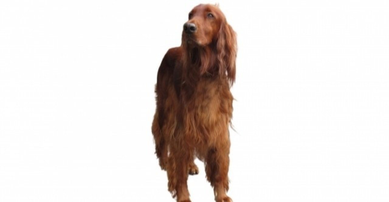 7g ポインター セターってどんな犬種 犬の飼い主サポートのplam Note