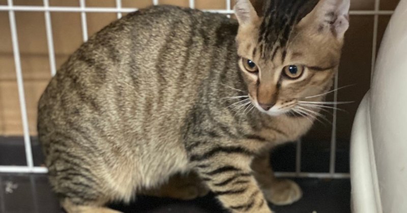 家猫修行中です しっぽのしらべ Note