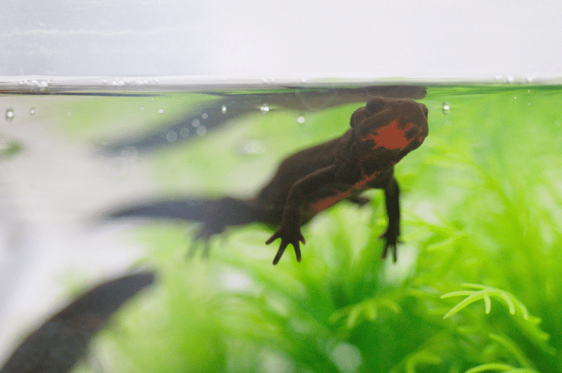 まずはイモリが両生類だということを覚えて帰ってほしい アカハライモリ からはりもあい Note