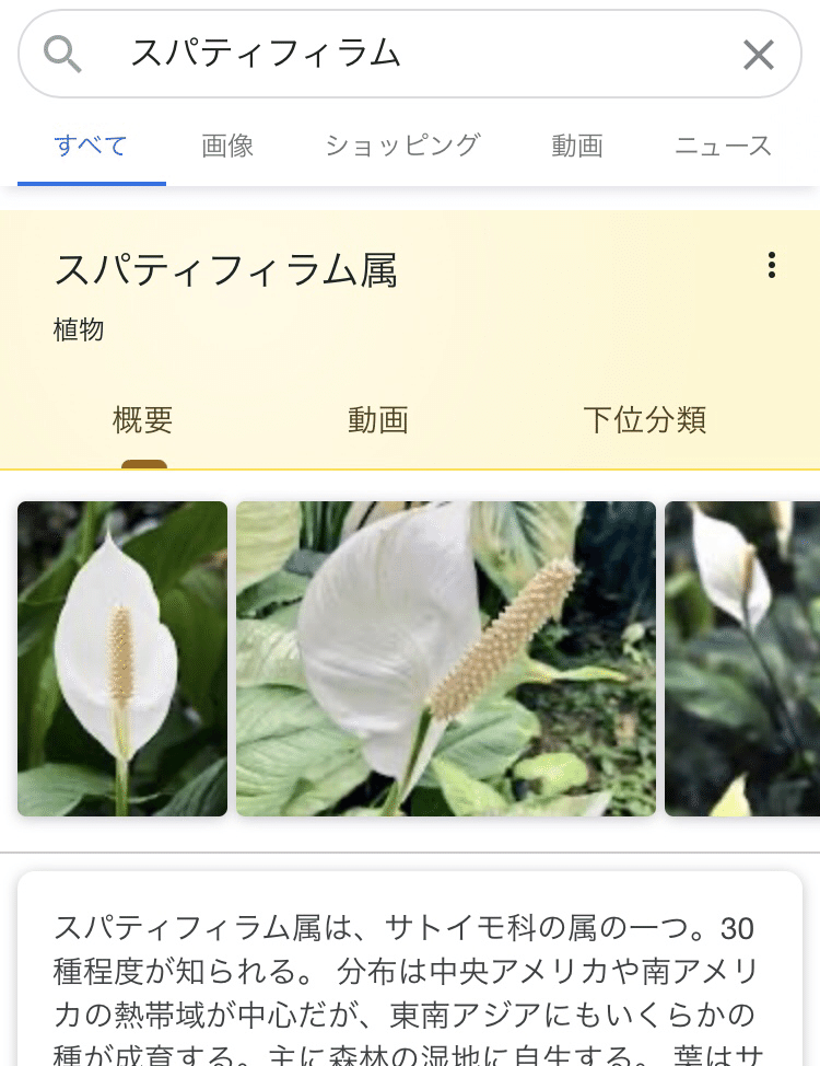 スパティフィラムと宝くじ イリヤ Note スパティフィラムと宝くじ イリヤ Note