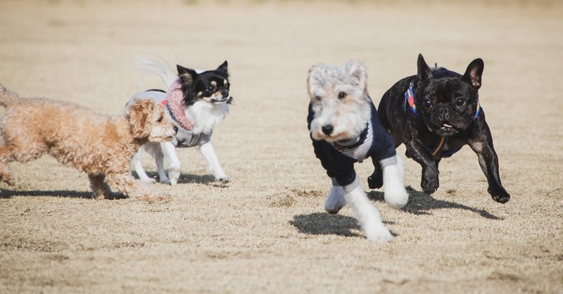 犬の名前に 号 ってつけるんだ 相馬 光 Note 犬の名前に 号 ってつけるんだ 相馬 光 Note
