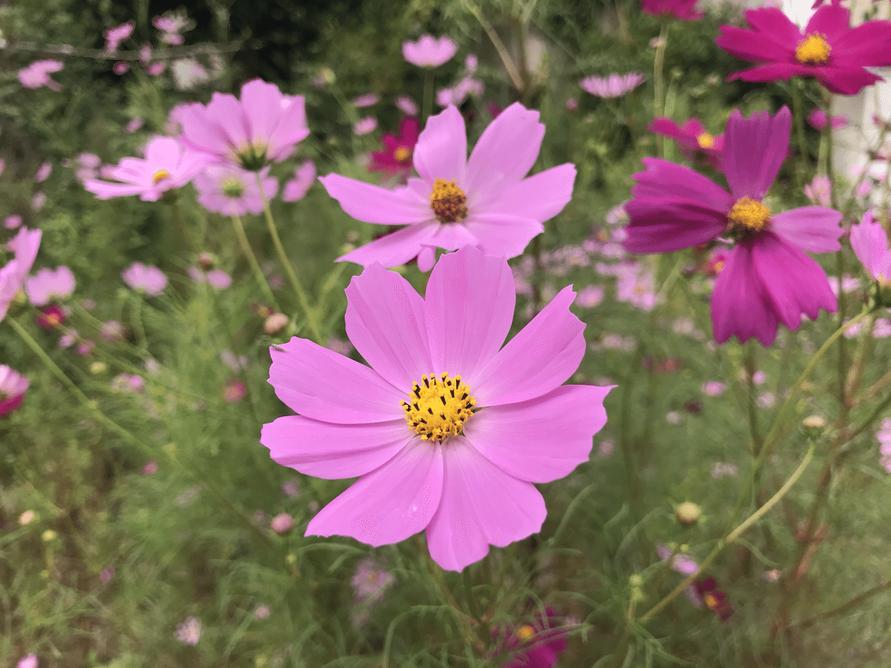秋の花 向かいの窓の向こうに ぱっと黄色の塊が目に飛び込む 名もわからない 川沿いの土手に咲く 黄色い花の群 みな自分の気配を消す車内で 私が見ている絵は リアルな世界だと思い出させてくれる 上杉 惠理子 Note 秋の花 向かいの窓の向こうに ぱっと黄色の塊が目に飛び込む 名もわからない 川沿いの土手に咲く 黄色い花の群 みな自分の気配を消す車内で 私が見ている絵は リアルな世界だと思い出させてくれる 上杉 惠理子 Note