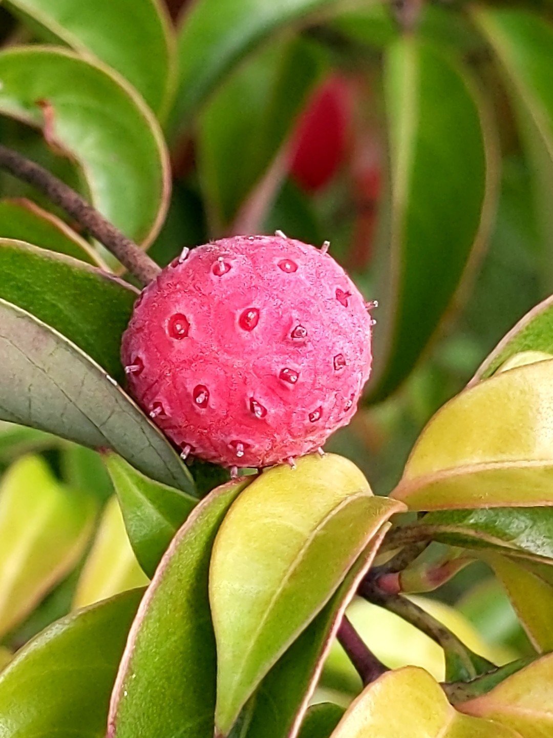 今朝の散策中に遭遇した実たち 柘榴 Note