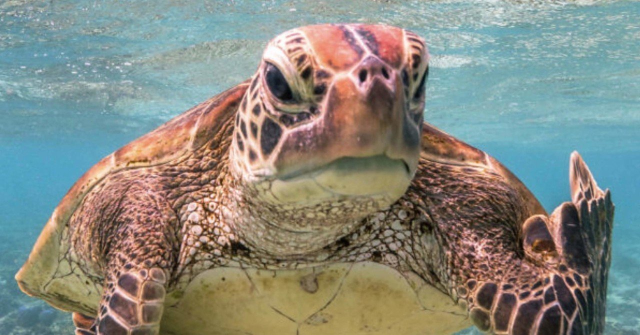 コメディ野生動物写真賞 大賞発表 ノリノリ Note