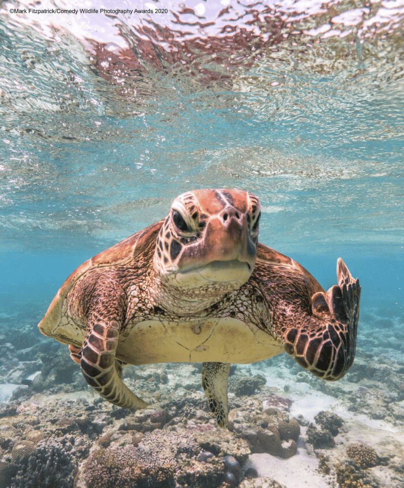 コメディ野生動物写真賞 5 大賞発表 ノリノリ Note コメディ野生動物写真賞 5 大賞発表 ノリノリ Note