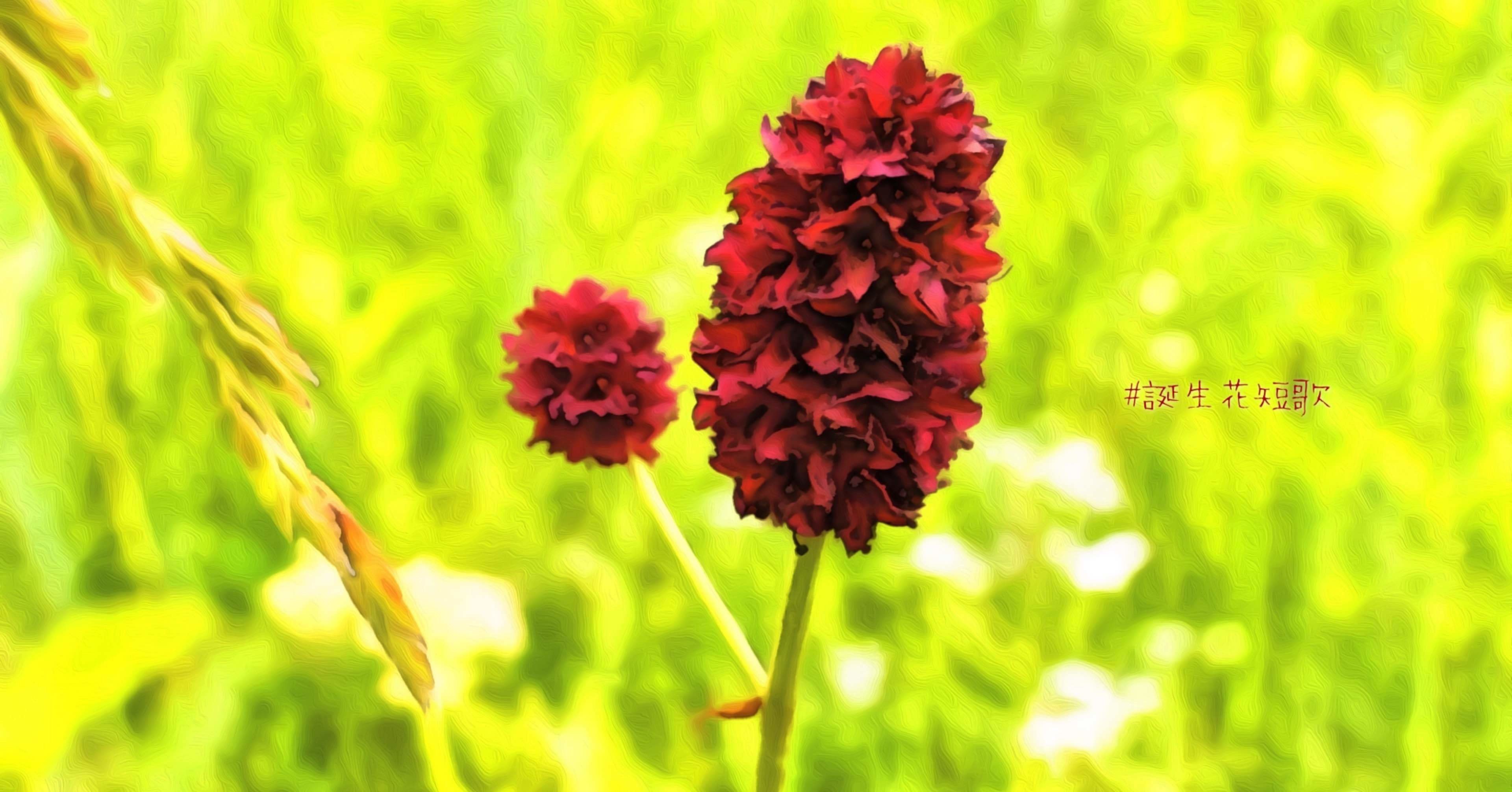 10月28日 誕生花は吾亦紅 誕生花短歌 御子柴 流歌 Note