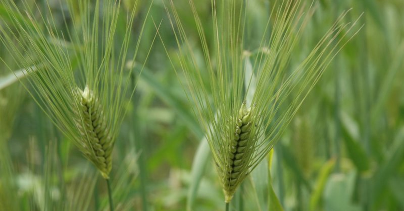 季語の花 5月 紫雲英 Note