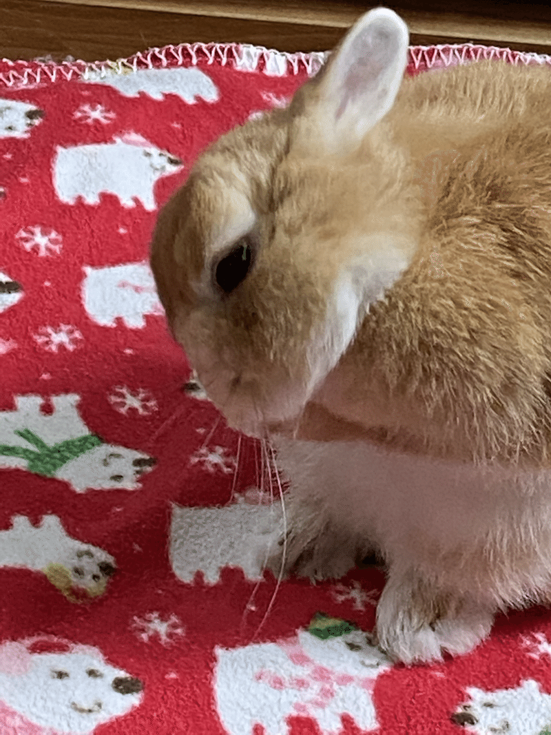 週刊うさぎニュース 顔洗い 10 28 なおや Note