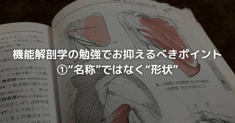 機能解剖学の勉強で抑えるべきポイント①”名称ではなく形状”