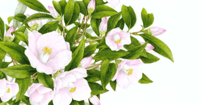 椿とサザンカの違い の新着タグ記事一覧 Note つくる つながる とどける