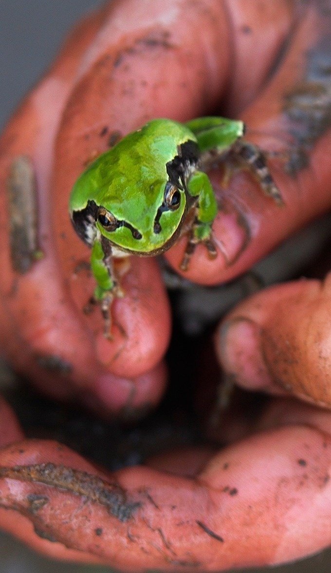 投げ銭 Iphone5 5s用壁紙写真 Flog Toad です カワズにはいられない フジイピカピ そのへんの3cmを撮る人 Note 投げ銭 Iphone5 5s用壁紙写真 Flog Toad です カワズにはいられない フジイピカピ そのへんの3cmを撮る人 Note