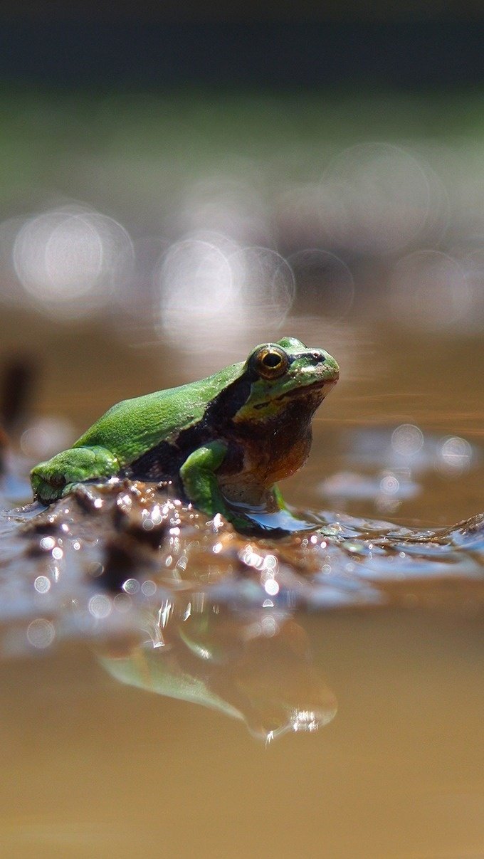 投げ銭 Iphone5 5s用壁紙写真 Flog Toad です カワズにはいられない フジイピカピ そのへんの3cmを撮る人 Note 投げ銭 Iphone5 5s用壁紙写真 Flog Toad です カワズにはいられない フジイピカピ そのへんの3cmを撮る人 Note