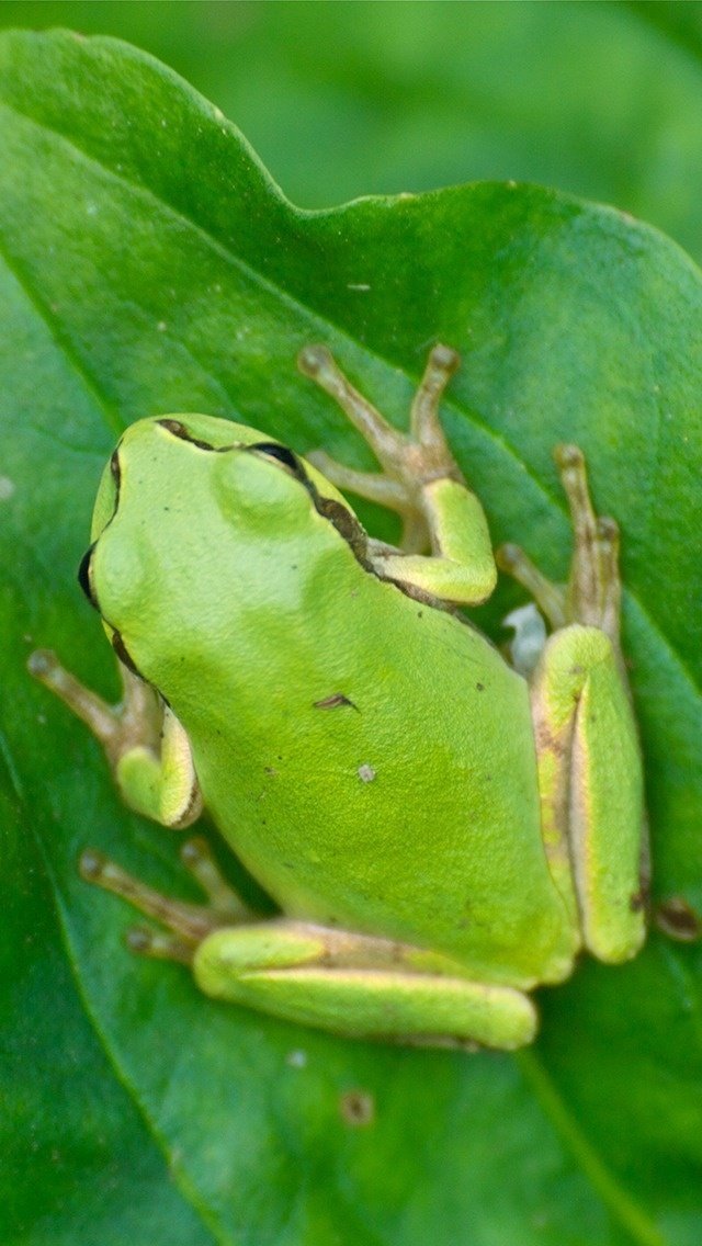 投げ銭 Iphone5 5s用壁紙写真 Flog Toad です カワズにはいられない フジイピカピ そのへんの3cmを撮る人 Note 投げ銭 Iphone5 5s用壁紙写真 Flog Toad です カワズにはいられない フジイピカピ そのへんの3cmを撮る人 Note