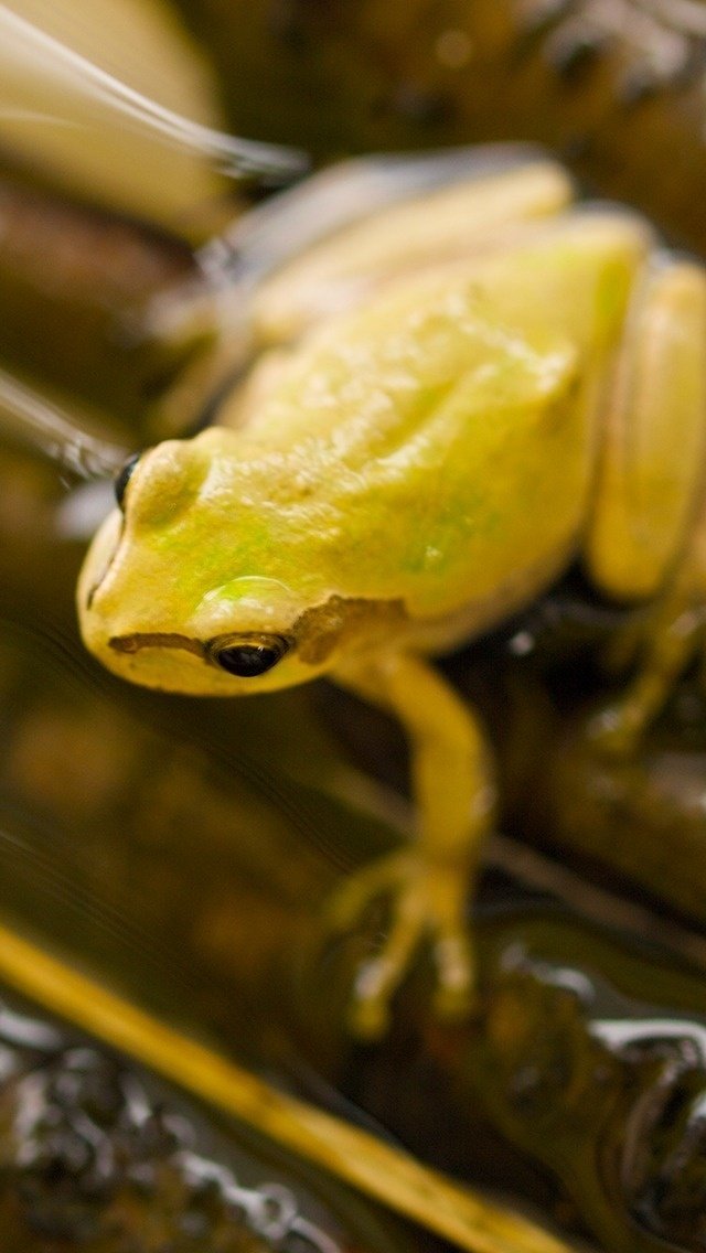 投げ銭 Iphone5 5s用壁紙写真 Flog Toad です カワズにはいられない フジイピカピ 編集者 Note 投げ銭 Iphone5 5s用壁紙写真 Flog Toad です カワズにはいられない フジイピカピ 編集者 Note