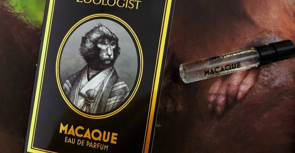 MACAQUE by Zoologist》猿｜𝚝𝚊𝚌𝚒𝚝 𖦸𖦸