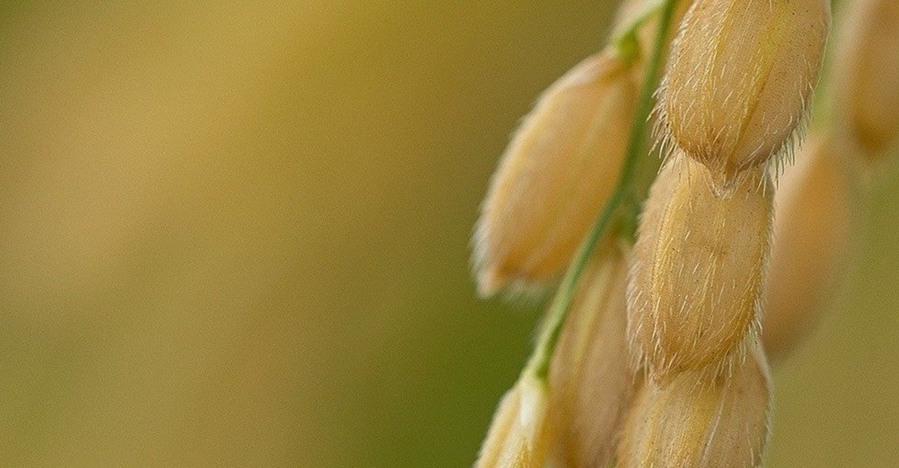 稲荷神社に行ってはいけない 後編 hiroto 神社参拝コンサルタント note