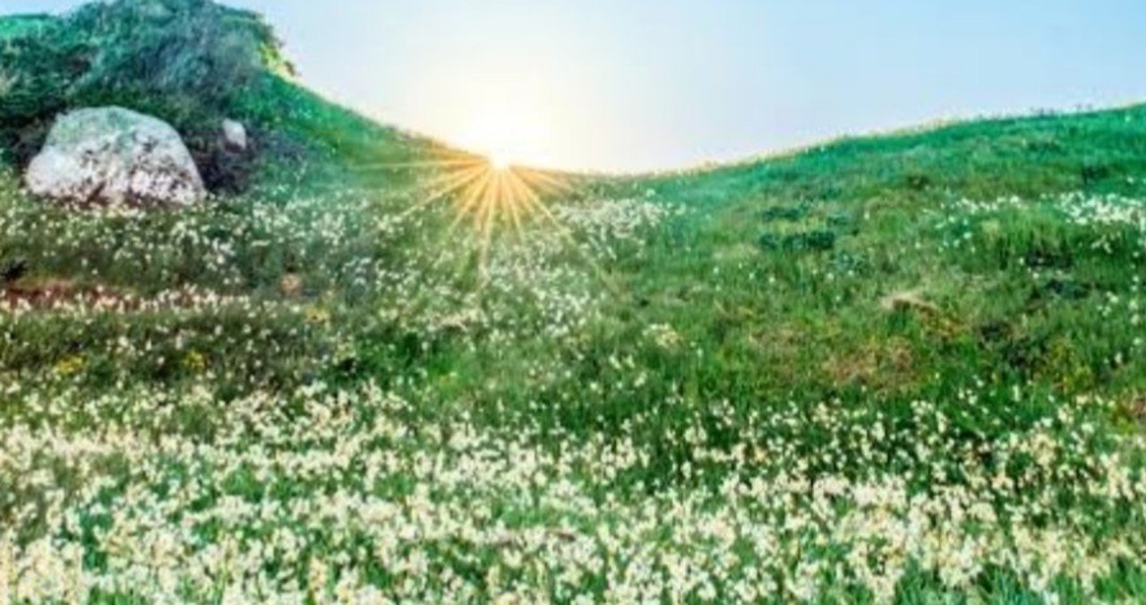 これからは恐れも不安も光に還し ますますのびのびと軽やかに|__nature_ray|note