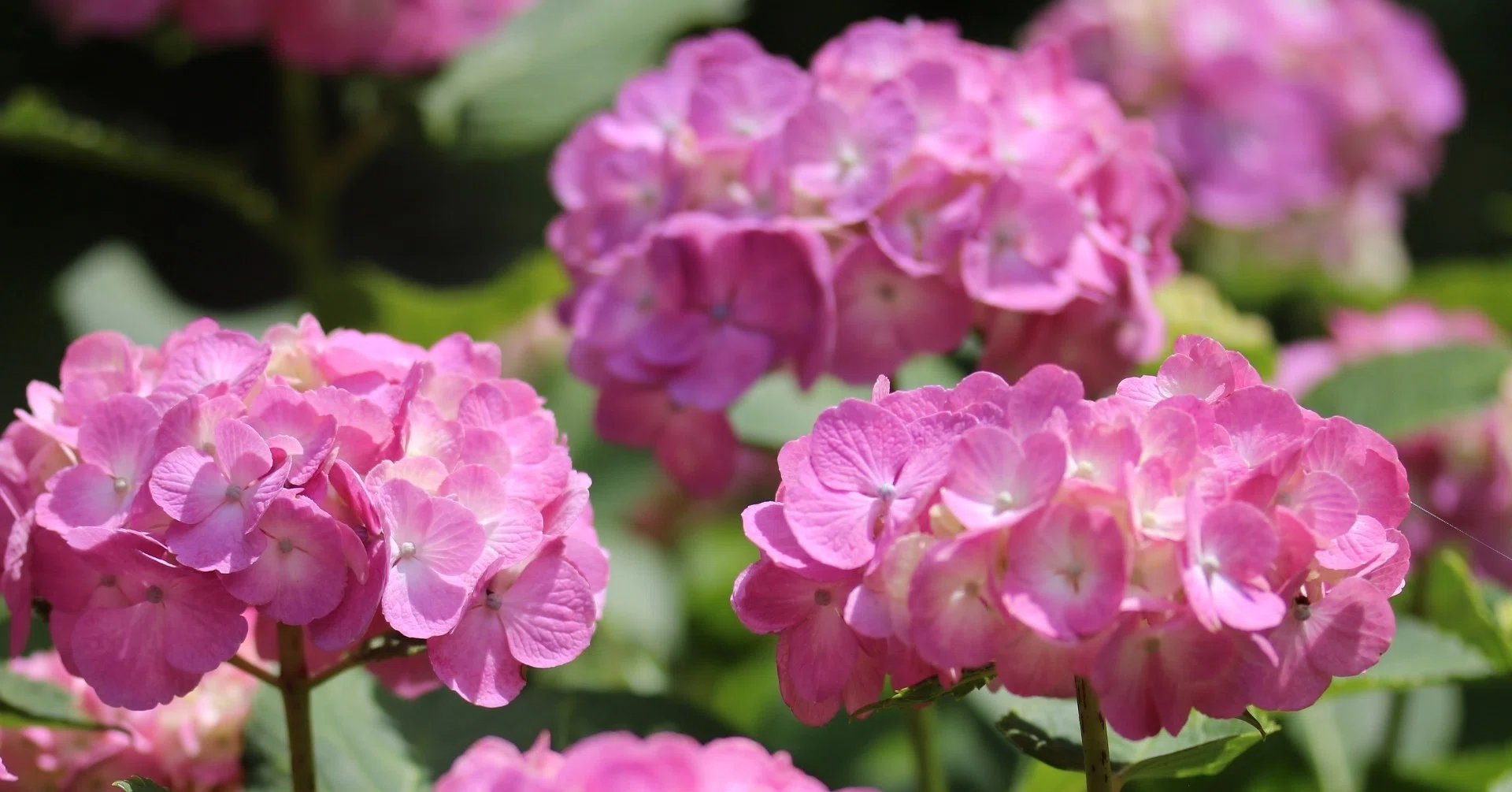 Photographing With, Vol. 5: 艶マクロ Canon EF-S 60mm f/2.8 Macro
