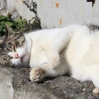 なべて世はこともなし 朝霧瑛太 Note