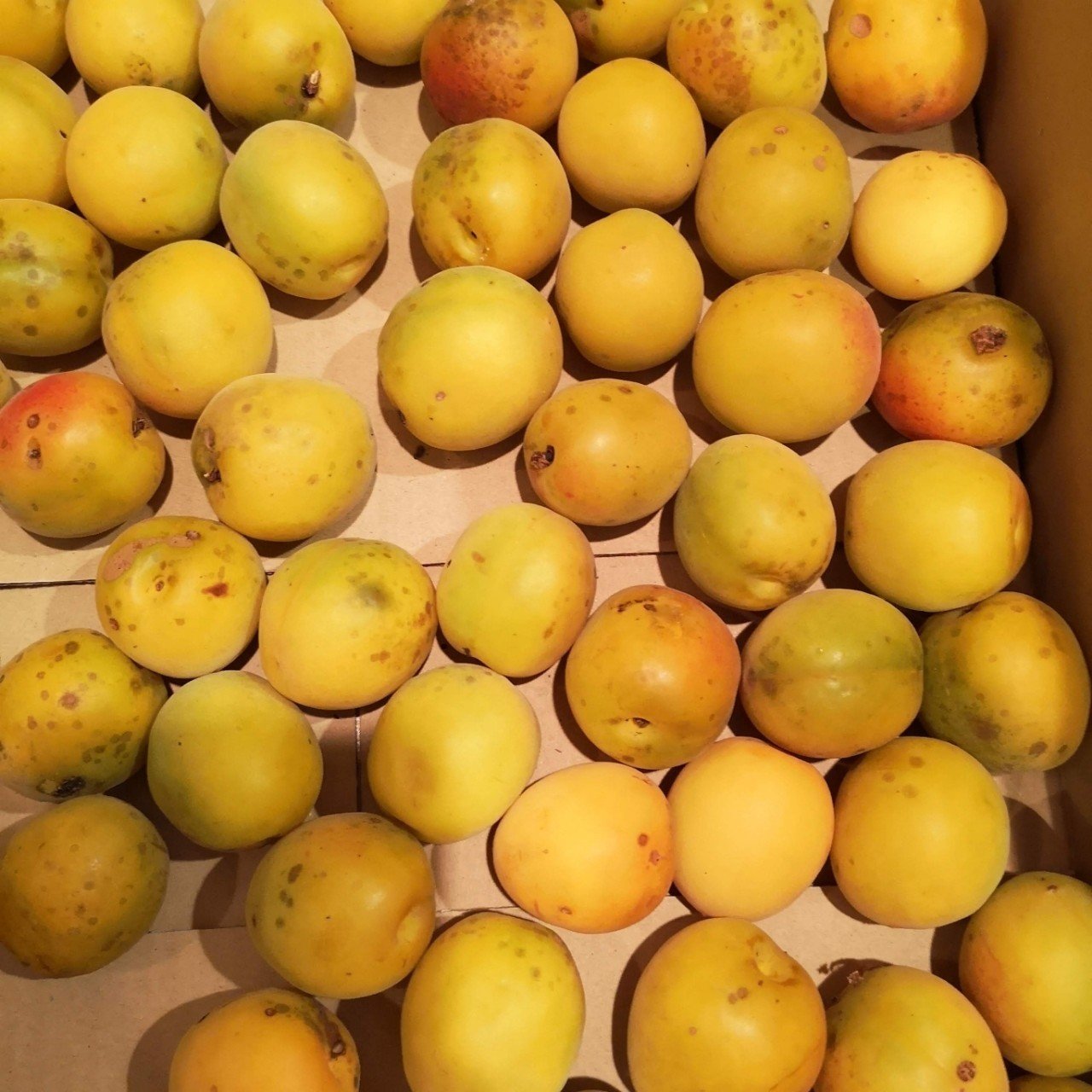 梅干しの作りかた備忘録 ゆきじ Note