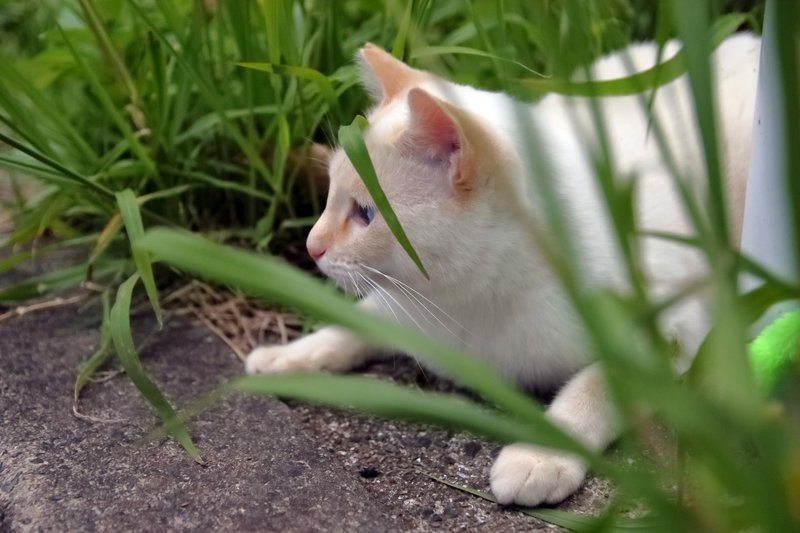 たまには一眼レフで猫を撮る 猫日記 74回目 ゆうきりんりん Note