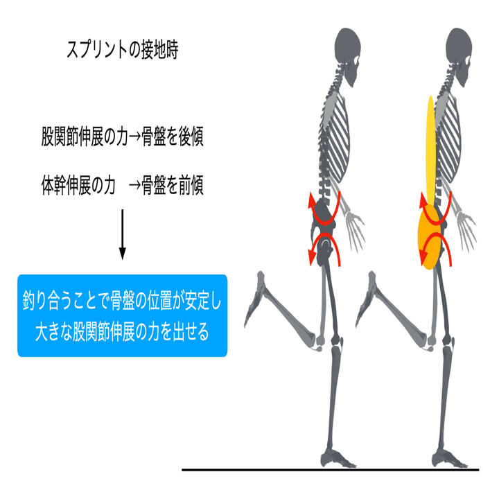 体幹トレーニングとしてのスクワットとデッドリフト Keisuke Matsumoto Note
