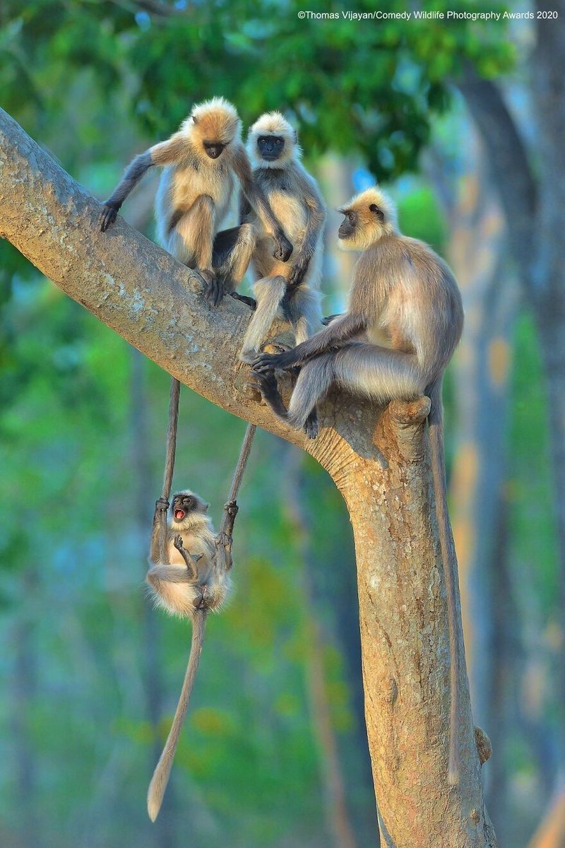 コメディ野生動物写真賞 傑作選 ノリノリ Note コメディ野生動物写真賞 傑作選 ノリノリ Note